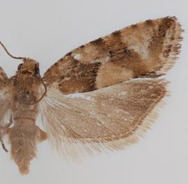  Female. © Loren Jones. Image used with permission.
